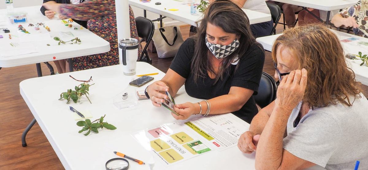 Two women match insects with identification cards.