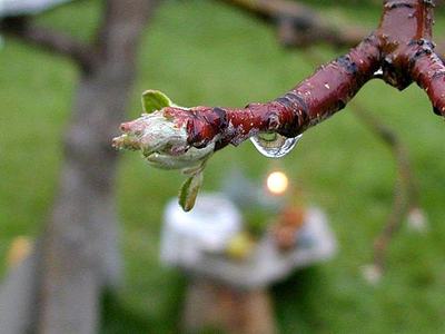 Red twig with a small bud and a water droplet hanging from the branch