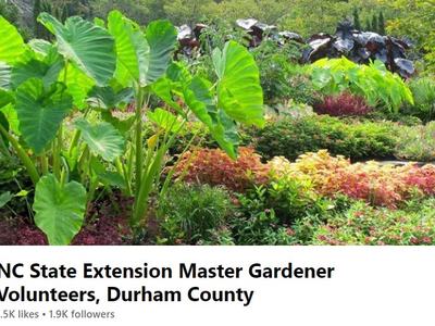 Banner images from the Facebook page of Extension Master Gardener Volunteers in Durham County