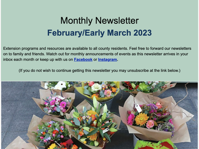 Screenshot of monthly newsletter