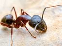 Black and reddish ant on a light textured surface, head and antennae visible