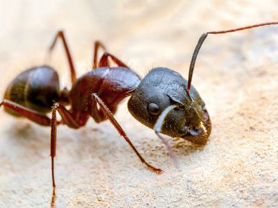 Black and reddish ant on a light textured surface, head and antennae visible