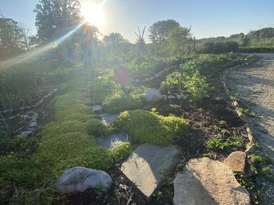 Garden bed with stone path, green groundcover and low sun with lens flare
