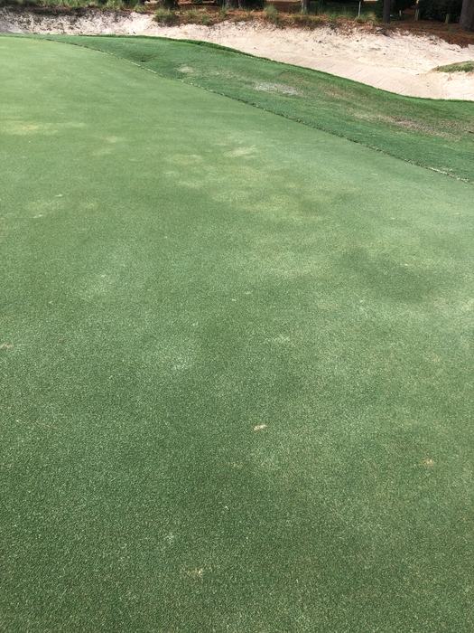 Golf course putting green with sand bunker and grassy fringe along the top edge