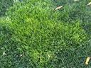 rough bluegrass in tall fescue