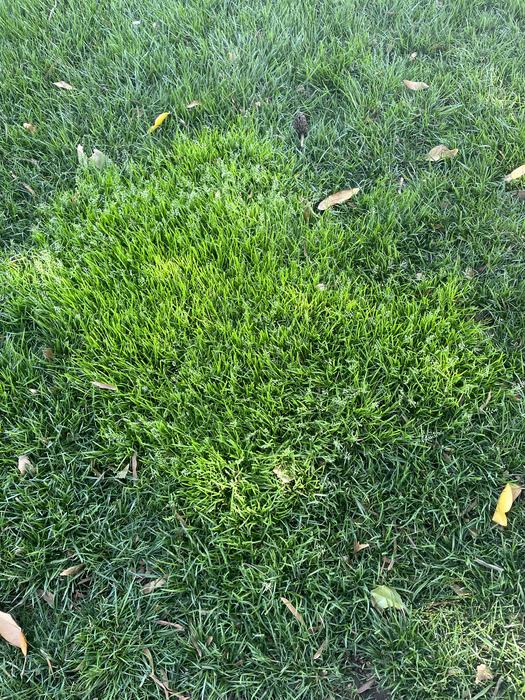 rough bluegrass in tall fescue