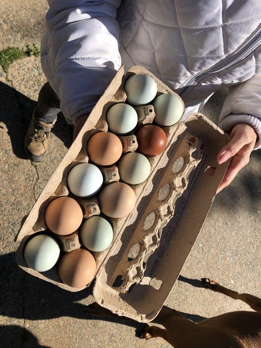 Eggs of various colors in a carton. 