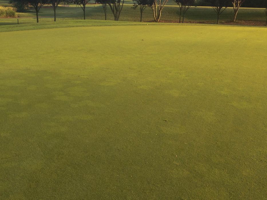 Golf course putting green with trees along the far edge