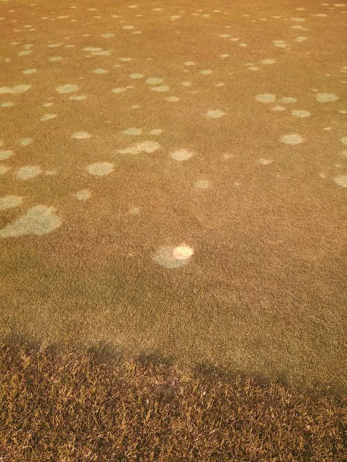 Brown grass field with scattered pale circular patches