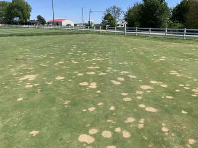 Golf green with numerous circular brown patches and a white fence in the background