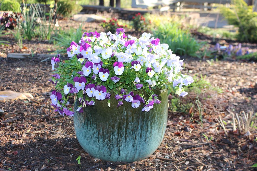 Violas in a pot