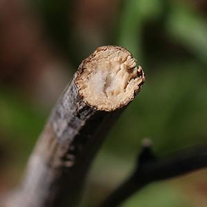 green head coneflower