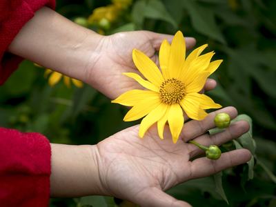 Image of hands holding yellow flower by Quang Nguyen vinh from Pixabay
