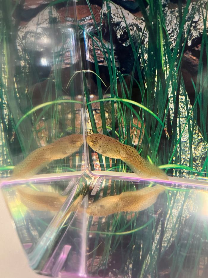 Leopard Frog tadpole in its habitat at the New Hanover County Arboretum and N.C. Cooperative Extension Office