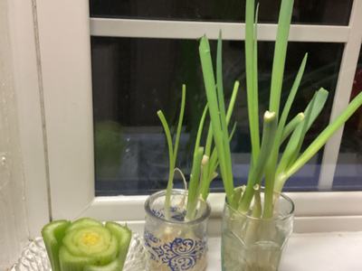 Kitchen Scraps, Celery, Spring onions in windowsill