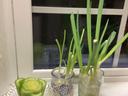 Kitchen Scraps, Celery, Spring onions in windowsill