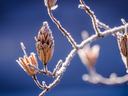 Frost-covered seed pods on leafless branches against a blue background