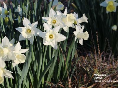  Daffodil