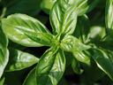 Sweet Basil