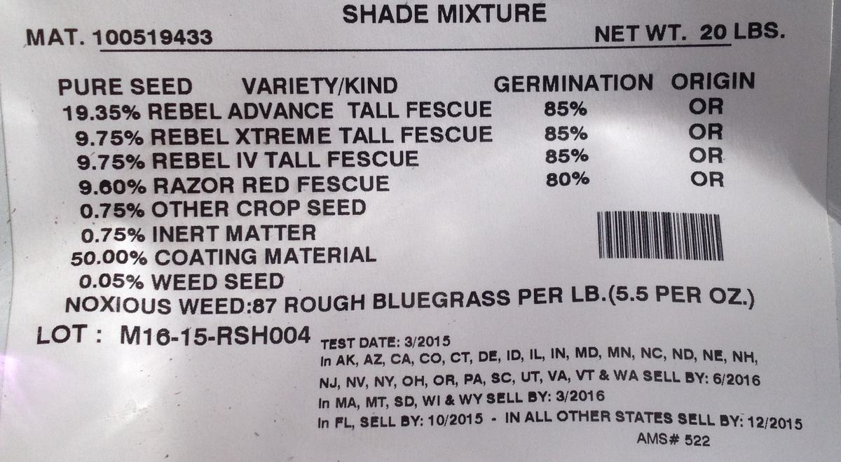 Rough bluegrass in seed