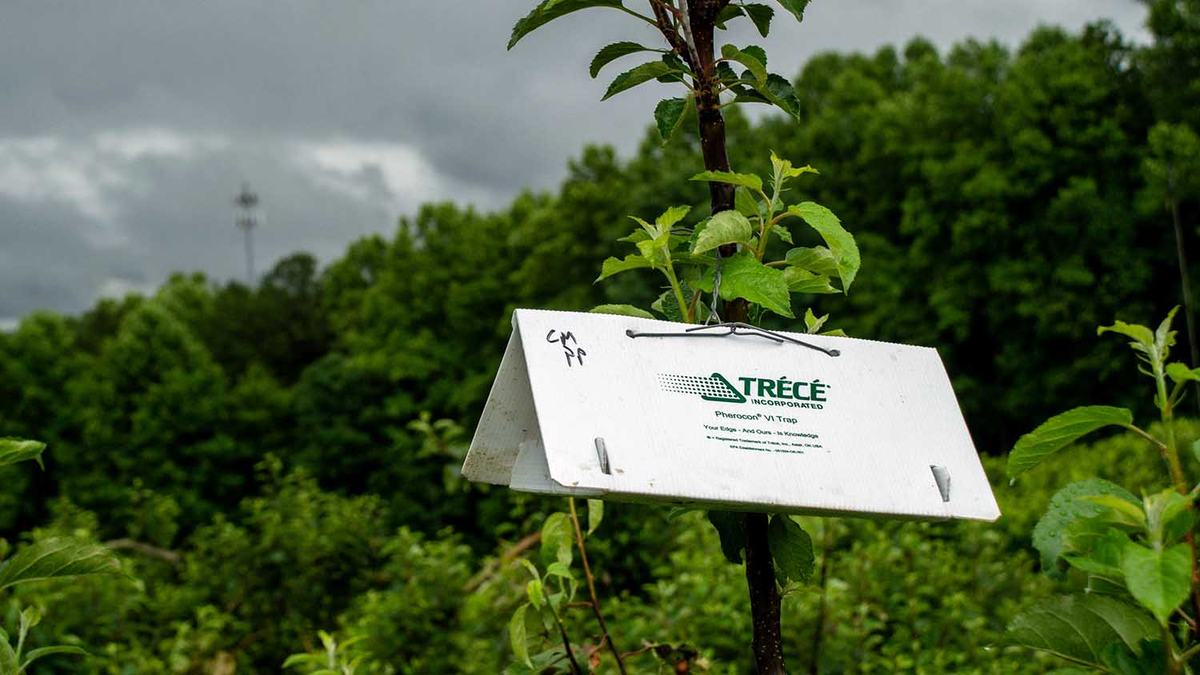 NC State Extension entomology apple crop pest management