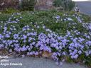 Purple creeping phlox