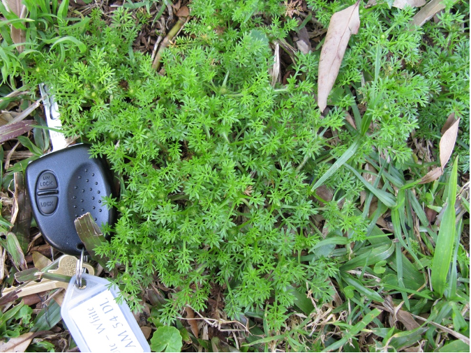 Burweed beside a car key for scale.