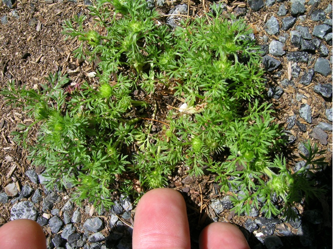 Burweed in a patch of dirt.