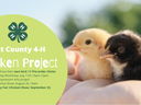 Two baby chicks in a hand; green panel text: "Pitt County 4‑H Chicken Project"