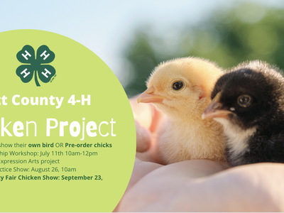 Two baby chicks in a hand; green panel text: "Pitt County 4‑H Chicken Project"