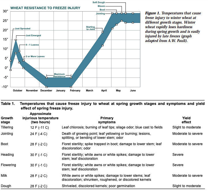 wheat resistance to freeze injury