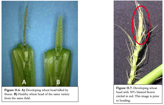 wheat production guide