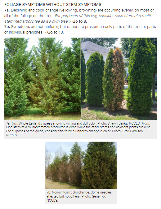Screenshot of one of the couplets in the new cypress decision guide.