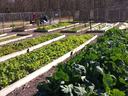 Community garden with rows of wooden raised beds planted with leafy greens and cabbage
