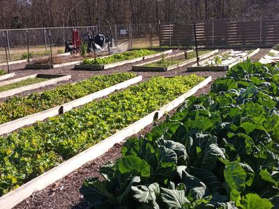 Community garden with rows of wooden raised beds planted with leafy greens and cabbage