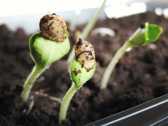 Starting Seeds