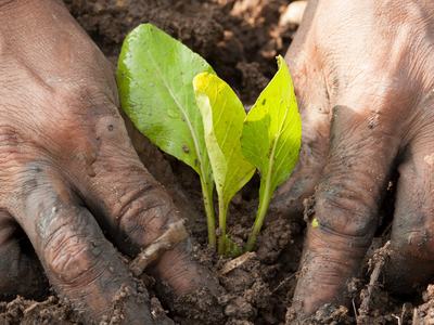 Hands putting a young plant in the soil.