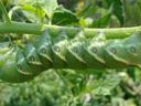 A hornworm on a tomato vine
