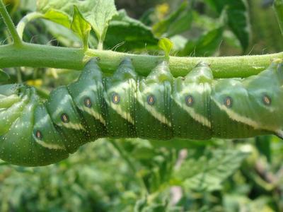 A hornworm on a tomato vine
