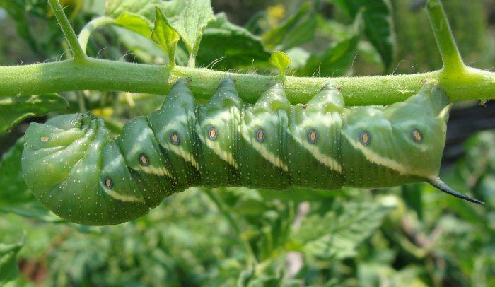 A tomato hornworm feeding on a tomato vine