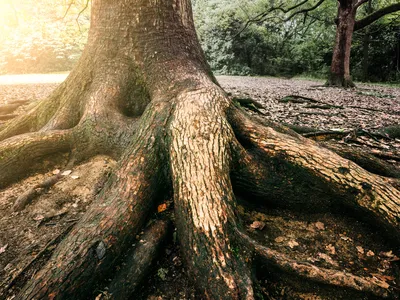 Tree Roots, Sewer and Tree Roots, PVC Busted by Tree Roots
