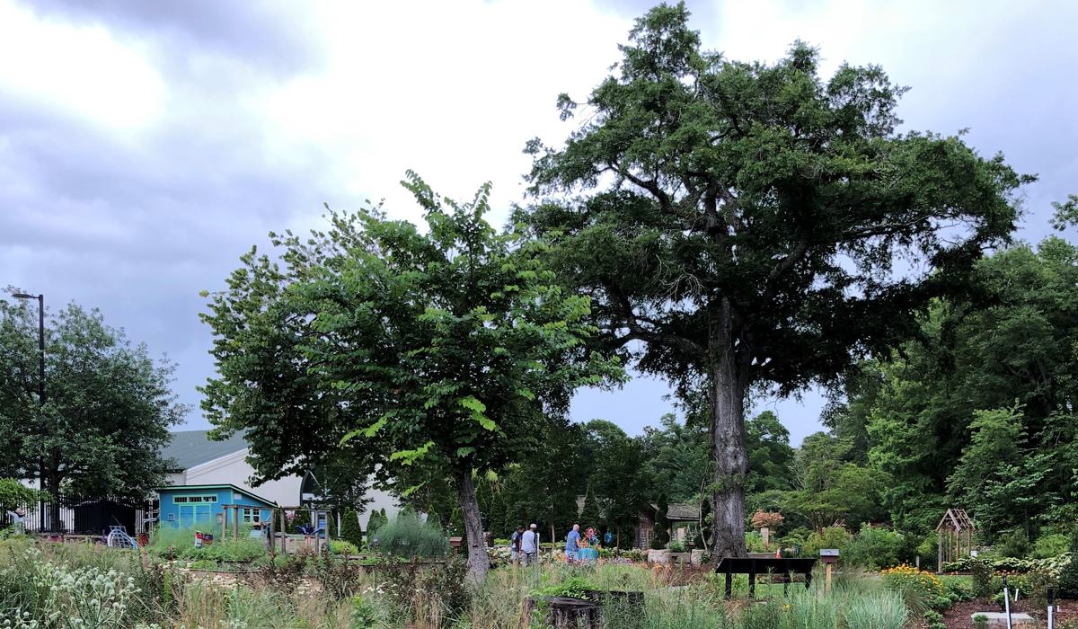Local Trees Native Trees for a Resilient Community - New Hanover County Center | N ...