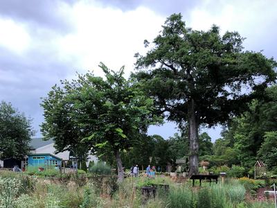 2 large NC native trees