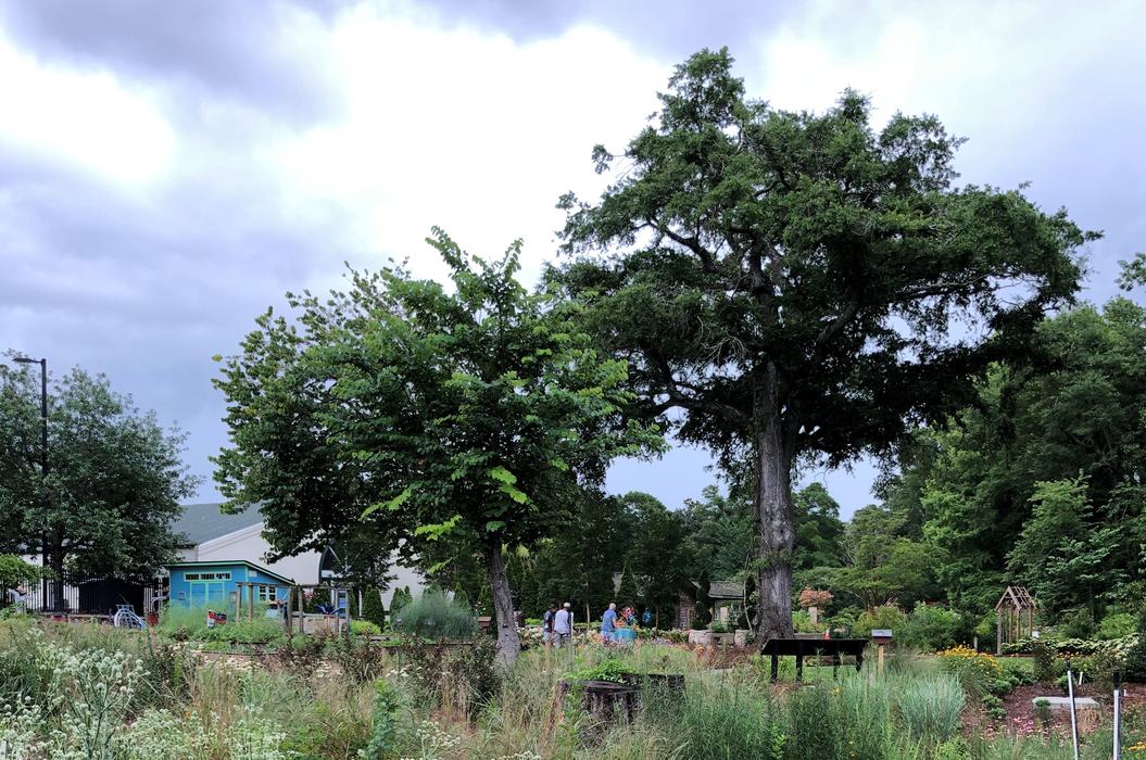 2 large NC native trees