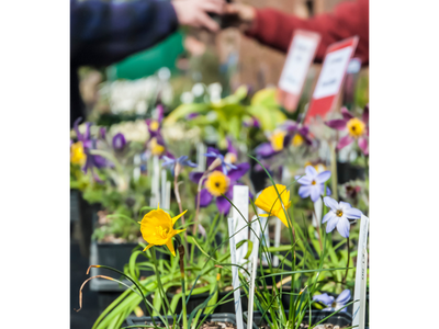 Potted daffodil and purple flowers on a market table, hands exchanging a plant in background