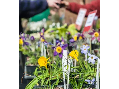 Potted daffodil and purple flowers on a market table, hands exchanging a plant in background