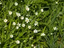 Chickweed