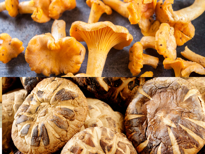 chanterelle and shiitake mushroom