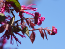 Loropetalum, Fringe Flower