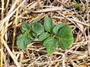 Potato seedling